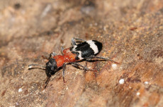 Kuhnhfen: Insektenvielfalt vor der Haustr entdecken