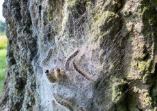 Eichenprozessionsspinner breitet sich aus: Vorsicht vor den Brennhaaren