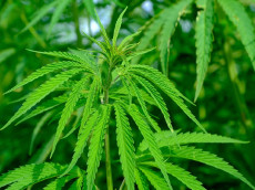 Ermittlungen wegen Cannabis-Anbau bei Montabaur: Drei Verd�chtige in Untersuchungshaft