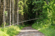 Rheinland-Pfalz vernetzt seine Wlder: Innovative App zur Meldung von Forst-Problemen