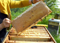 Gute Ernte fr Imker in Rheinland-Pfalz: Bienen liefern mehr Honig