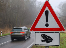 Kr�tenwanderung in Rheinland-Pfalz: Autofahrer aufgepasst!