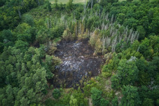 Fr�hlingsgefahr: Waldbr�nde in Rheinland-Pfalz