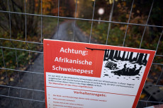 Westerwaldkreis errichtet Schutzzaun gegen Schweinepest