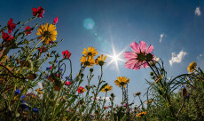 Sommerliche Temperaturen in Rheinland-Pfalz: Bis zu 34 Grad erwartet