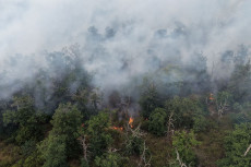 Waldbr�nde in Rheinland-Pfalz: Herausforderungen und L�sungsans�tze