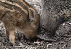 Trockenheit setzt Wildtieren in Rheinland-Pfalz zu - Auswirkungen auf die Jagd