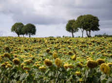 Wolkendecke �ber Rheinland-Pfalz: Sommerliche Temperaturen ohne viel Sonnenschein
