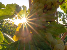 Sommerliches Finale: Rheinland-Pfalz erwartet Temperaturen bis 30 Grad