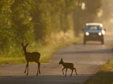 Wildwechsel-Gefahr im Herbst: Worauf Autofahrer in Rheinland-Pfalz achten sollten