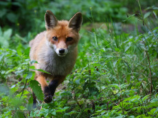 Fuchsbandwurm in Rheinland-Pfalz: Wie gro� ist die Gefahr im Wald?