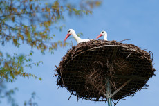 Fr�hlingshaftes Wetter in Rheinland-Pfalz: Sonnenschein und milde Temperaturen