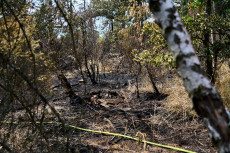Fortschritte bei Waldbrand im Kreis Bad Kreuznach