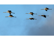 Kraniche fliehen vor K�lte - Sp�ter Vogelzug �ber Rheinland-Pfalz