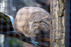 F�tterungsverbot in Zoos: Eine ernste Angelegenheit f�r Tier und Mensch