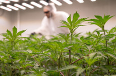 Cannabis-Anbauvereinigungen in Rheinland-Pfalz auf dem Vormarsch