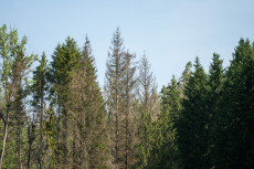 Herbststurm in Rheinland-Pfalz: Landesforsten warnt vor Waldgefahren