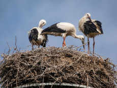 R�ckkehr der St�rche in Rheinland-Pfalz verz�gert sich - Ursachen unklar