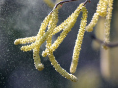 Pollen fliegen in Rheinland-Pfalz: Allergiker m�ssen sich wappnen