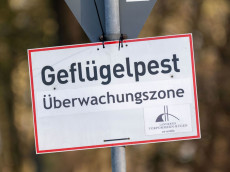 Vogelgrippe ist auch in Rheinland-Pfalz angekommen
