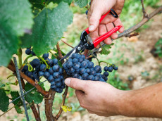 Deutscher Weinbau in der Krise: Historische Herausforderungen f�r Winzer