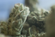 Cannabis-Anbauvereinigungen in Rheinland-Pfalz: 31 Clubs genehmigt