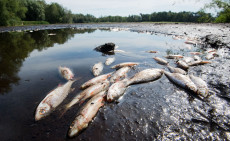 Gefahr f�r Fische in Rheinland-Pfalz: Niedrigwasser bedroht �kosysteme