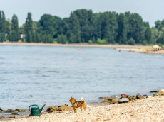 Drei Vermisste bei Biblis: Rhein-Suche ohne Erfolg, Polizei bittet um Hilfe