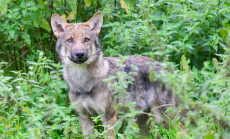 W�lfe in Rheinland-Pfalz: Sechstes Rudel entdeckt