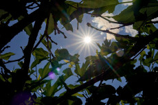 Aprilwetter in Rheinland-Pfalz: Zweitw�rmstes Bundesland mit Rekordsonne