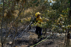 Waldbr�nde auf �ber 40 Hektar in Rheinland-Pfalz