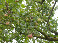 Hitze und Trockenheit: Obsternte in Rheinland-Pfalz stark beeintr�chtigt