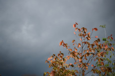 Wetterumschwung in Rheinland-Pfalz: Von ungem�tlich zu heiter