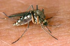 Erster Nachweis des West-Nil-Virus in Rheinland-Pfalz sorgt f�r Aufmerksamkeit