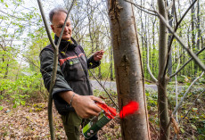 Sicherheit im Wald: F�rster warnt vor Gefahren in Rheinland-Pfalz