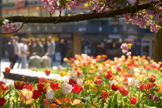 Heiteres Fr�hlingswetter in Rheinland-Pfalz setzt sich fort