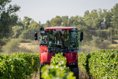 Fr�heste Weinlese in Rheinland-Pfalz: Winzer brechen Urlaub ab