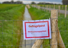 Vogelgrippe breitet sich in Rheinland-Pfalz aus - Neue Fälle gemeldet