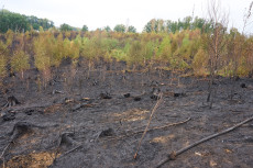 Waldbrand-Eins�tze im Westerwald erfolgreich beendet