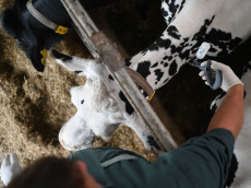 Blauzungenvirus: Ausbreitung erzwingt groe Sperrzone in Rheinland-Pfalz