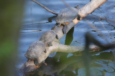 Invasive Schildkr�ten am Rhein: Bedrohung f�r heimische Arten?
