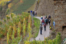 Wein, Wald und Wanderlust - Tipps f�r Herbst-Touren in Rheinland-Pfalz