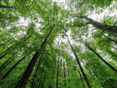 Rheinland-Pfalz: Spitzenreiter bei Waldfl�che pro Kopf