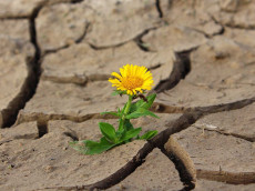 Dauerhafte Trockenheit in Deutschland: Natur und Landwirtschaft stark betroffen