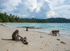 Gibbons, Stinkfrucht und Bambuskochen im Dschungel: So aufregend ist Thailand mit Kindern