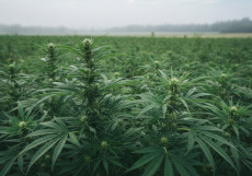 Warum stabile Bedingungen wichtiger sind als jede Grow-Technik