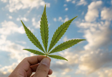 Mein erster Sommer mit Cannabis im Hausgarten: ein Erfahrungsbericht