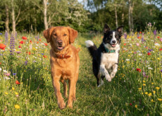 Moderne Hundehaltung und ihre Herausforderungen