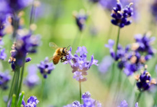 Rettet die Bienen: So einfach wird Ihr Garten zum Paradies für Bestäuber