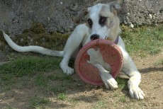 Foto-Wettbewerb f�r den Tierschutz-Kalender f�r 2023